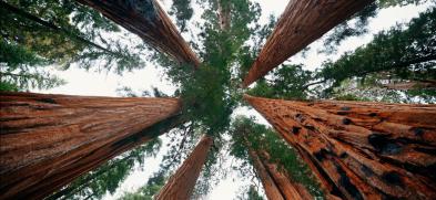 Systemisches Coaching IA/B