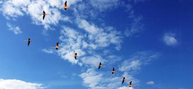 Systemisches Coaching IIIA/B